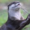 LuierOtter