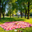 ABDL picnic